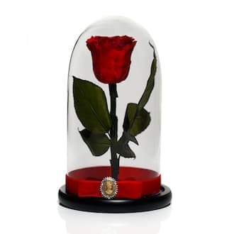 Trandafir criogenat în cupolă de sticlă, cu broșă Camee